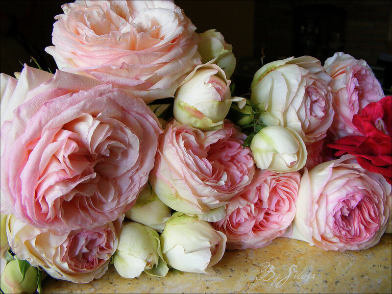 Bouquet of Pink Roses — Calm, Photograph, Buds