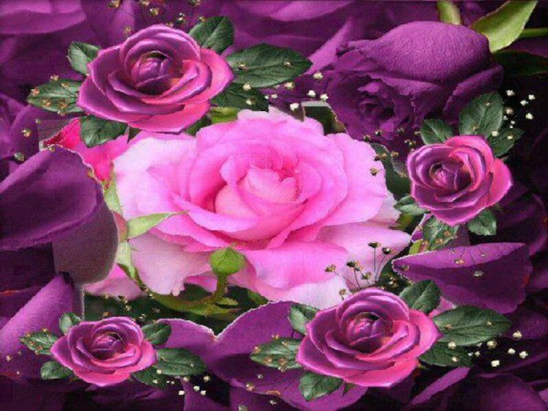 Bouquet of Pink Roses — Calm, Photograph, Green Leaves, Small White Flowers, Petals