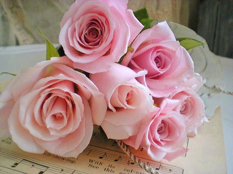 Bouquet of Pink Roses — Calm, Photograph, Sheet Music