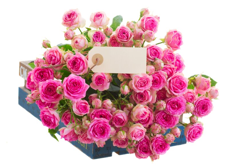 Bouquet of Pink Roses — Calm, Photograph, Tag