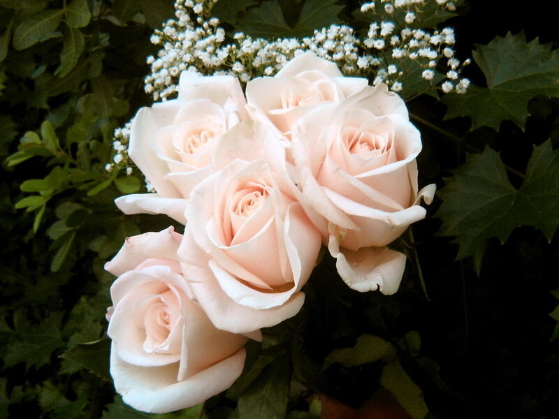 Bouquet of Pink Roses — Calm, Photograph, White Baby's Breath