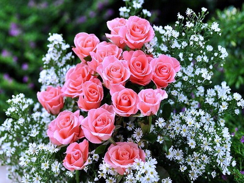 Bouquet of Pink Roses — Calm, Spring