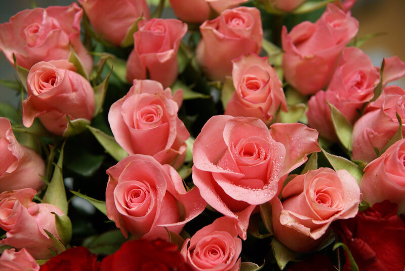 Bouquet of Pink Roses — Calm
