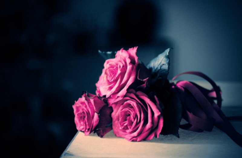 Bouquet of Pink Roses — Dramatic, Night