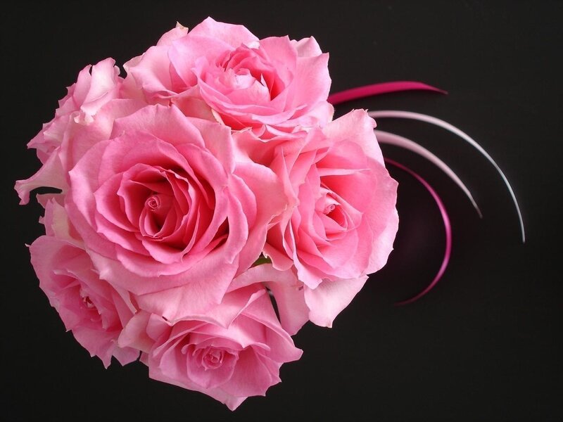 Bouquet of Pink Roses — Dramatic, Photograph