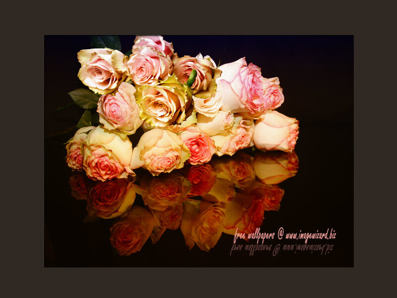 Bouquet of Pink Roses — Dramatic