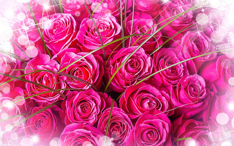 Bouquet of Pink Roses — Festive, Photograph