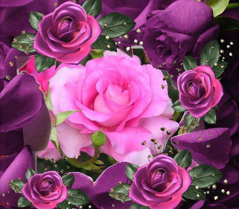 Bouquet of Pink Roses — Romantic, Photograph, Green Leaves, Small White Flowers