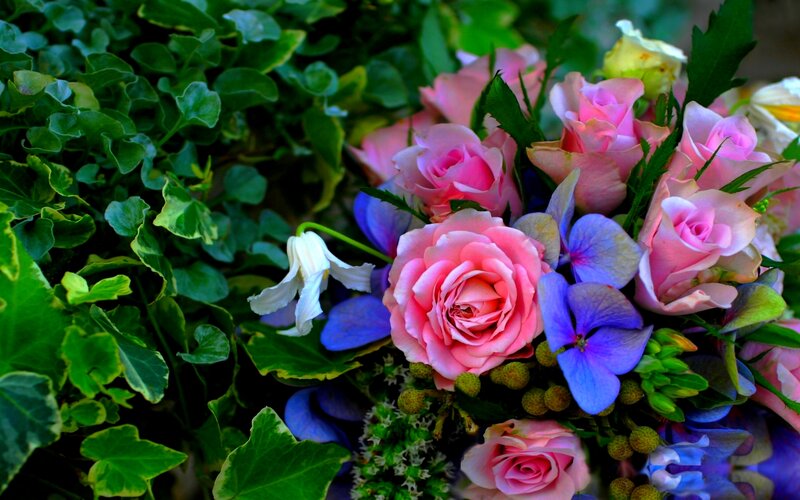 Bouquet of Pink Roses — Serene, Spring, Photograph