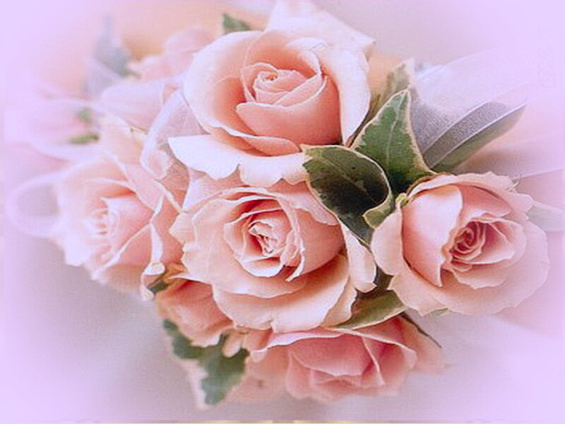Bouquet of Pink Roses — Soft