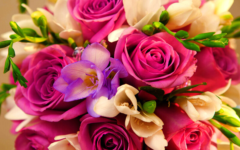 Bouquet of Pink Roses — Vibrant, Photograph