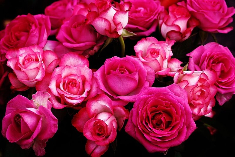 Bouquet of Pink Roses — Vibrant