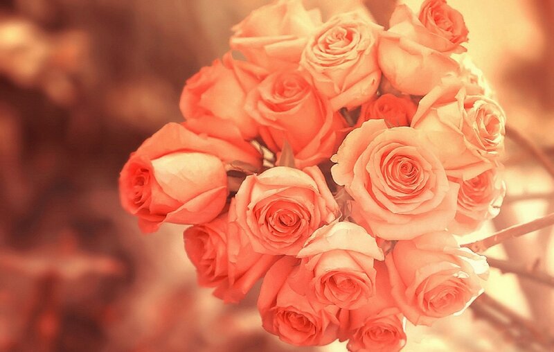 Bouquet of Pink Roses — Warm, Sunset