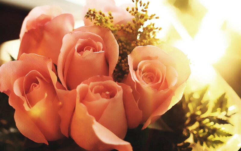 Bouquet of Pink Roses — Warm