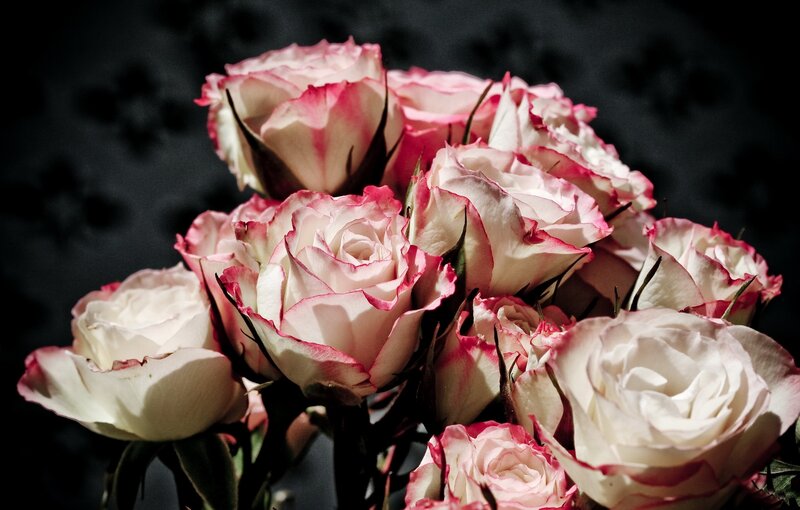 Bouquet of Pink Roses — White