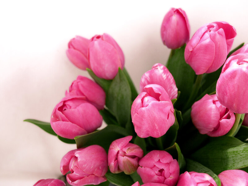 bouquet of pink tulips