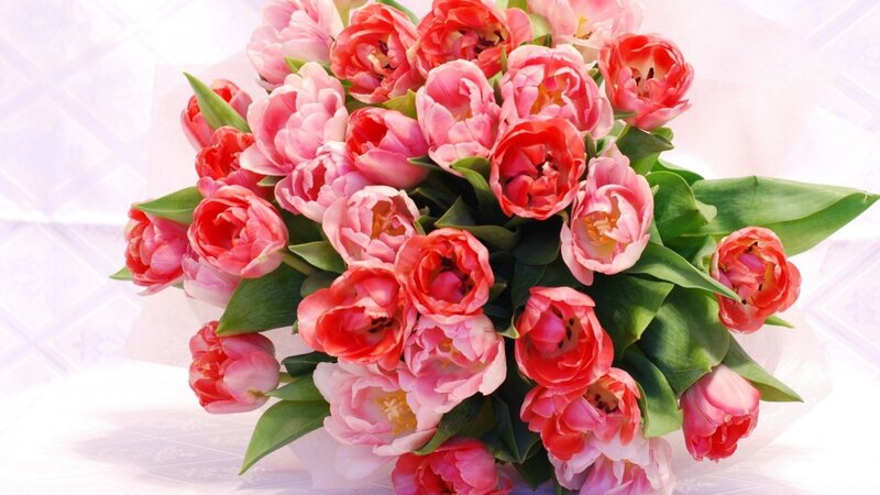 bouquet of pink tulips