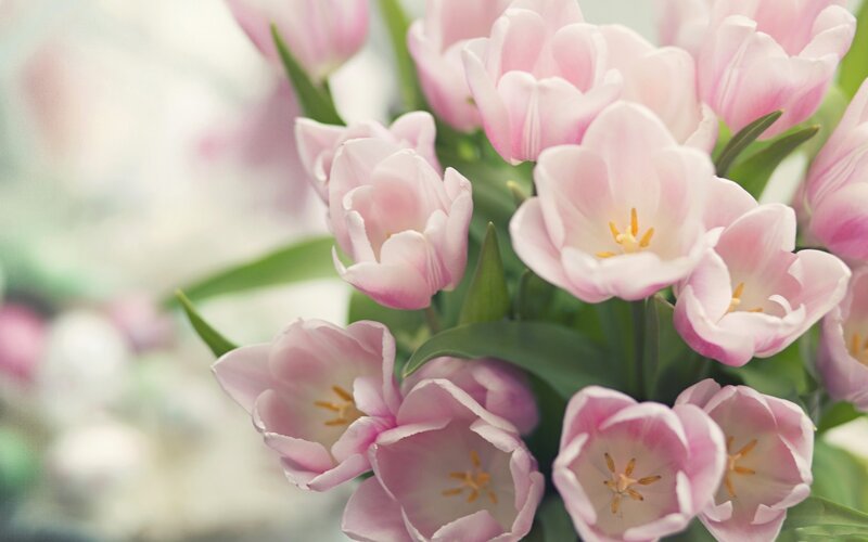 bouquet of pink tulips