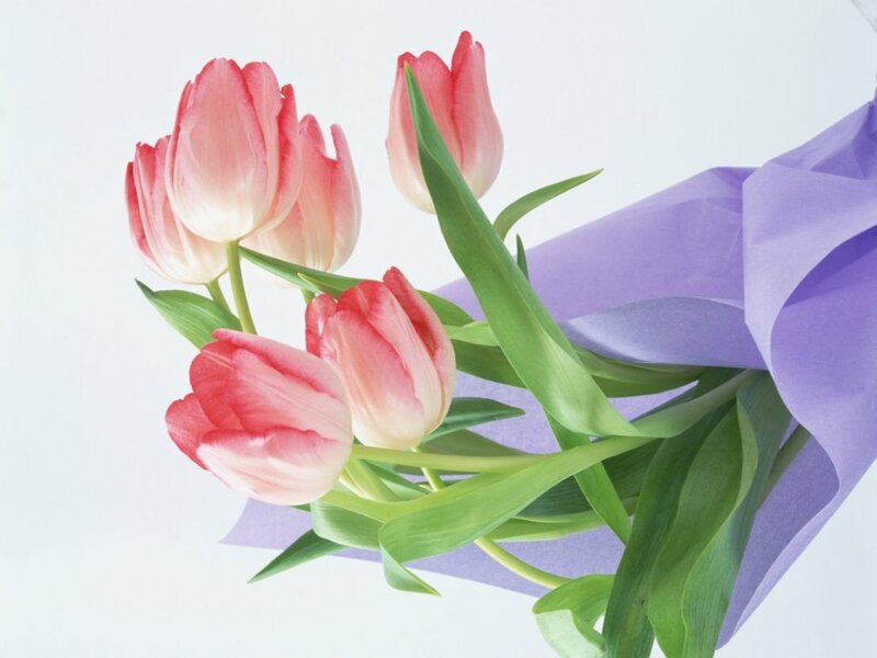 bouquet of pink tulips