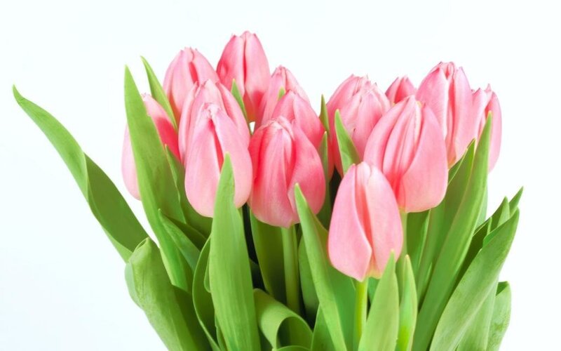 bouquet of pink tulips