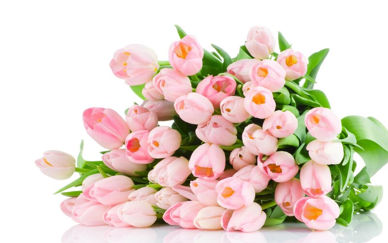 Bouquet of Pink Tulips — Calm, Spring