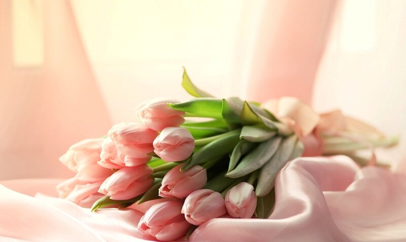 Bouquet of Pink Tulips — Serene, Morning