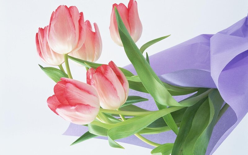 bouquet of pink tulips