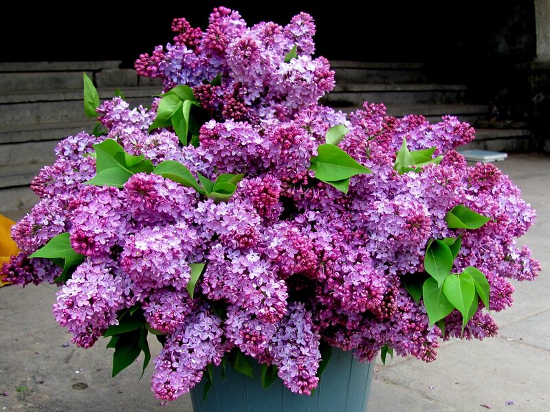 bouquet of purple lilacs