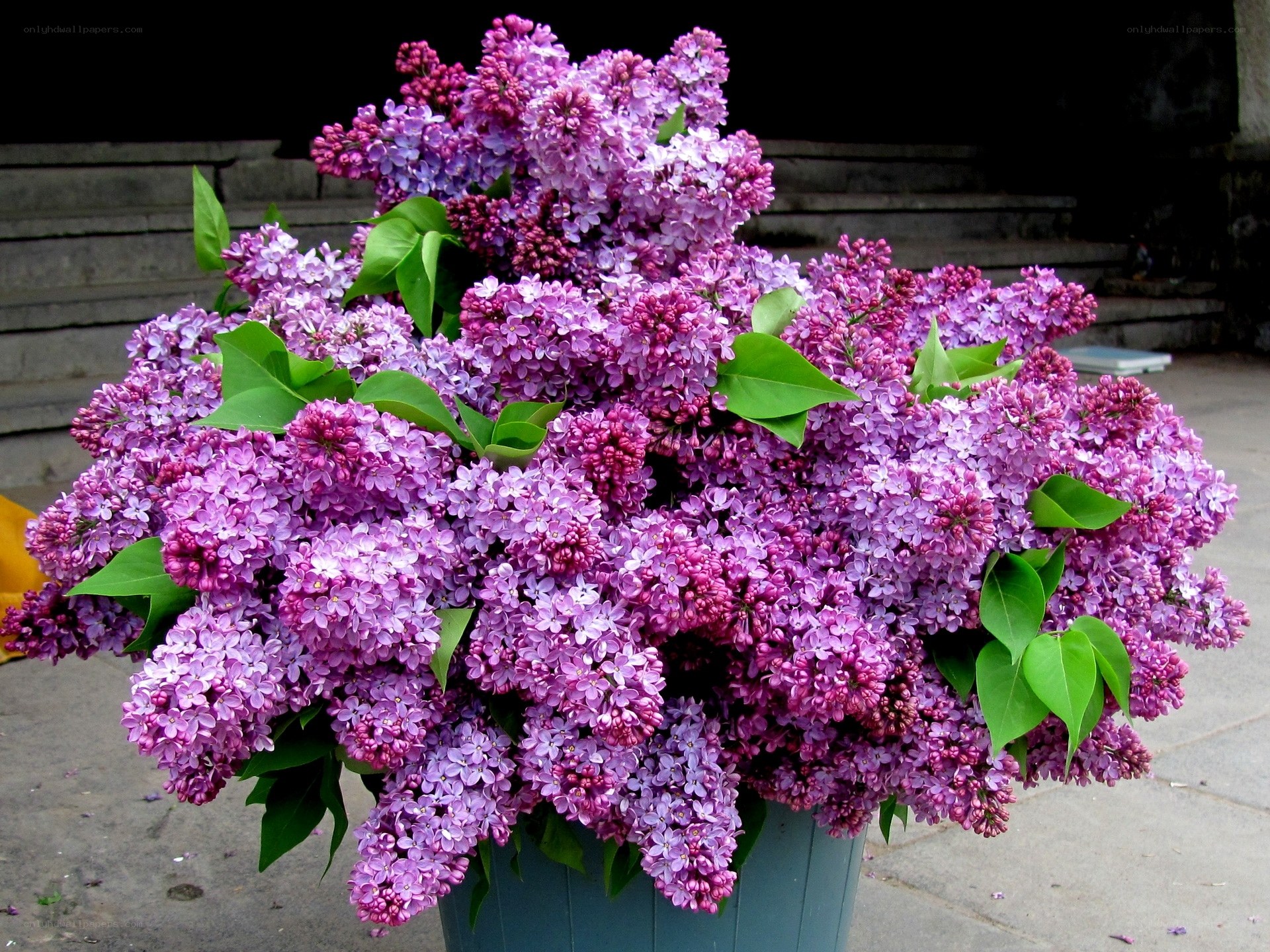 bouquet of purple lilacs
