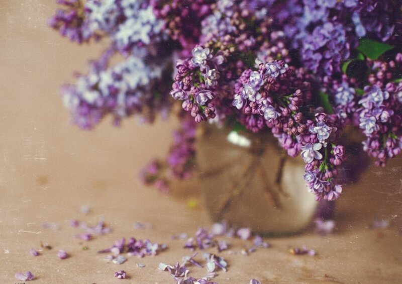 Bouquet of Purple Lilacs — Calm, Photograph