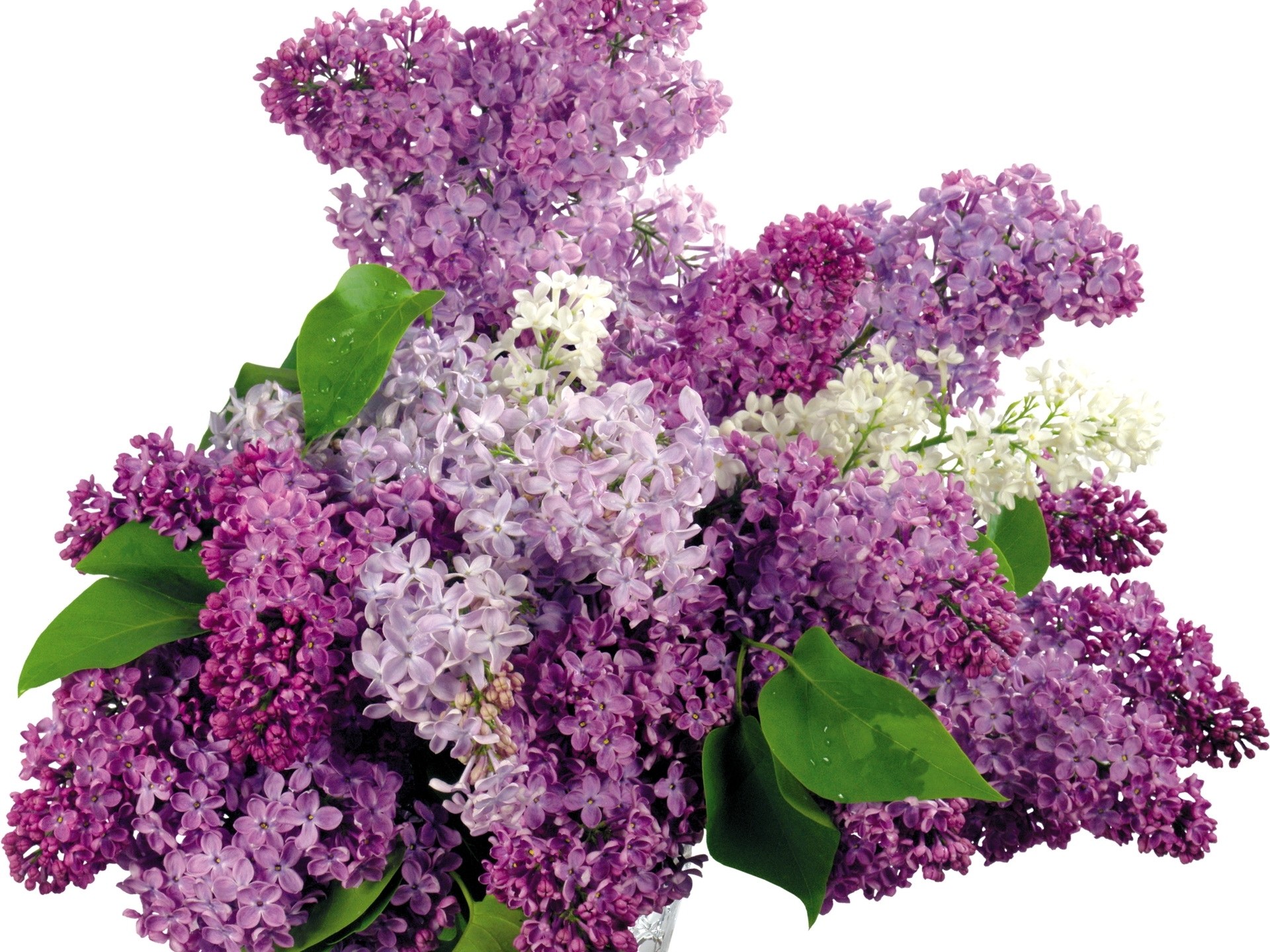 bouquet of purple lilacs