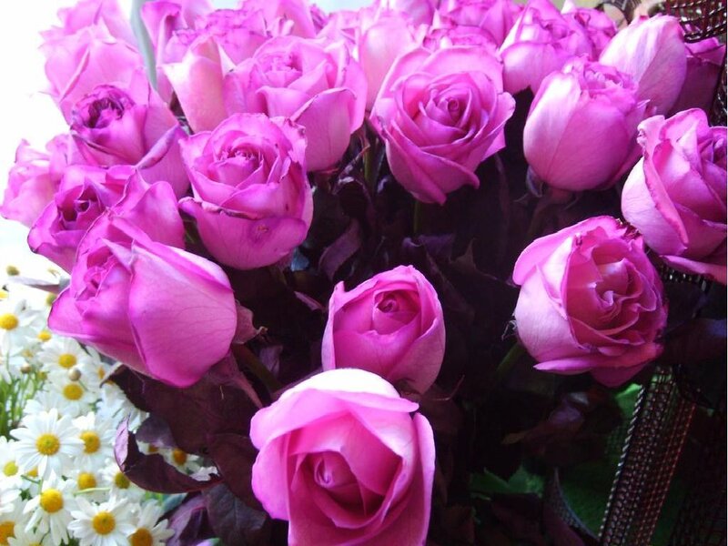 bouquet of purple roses