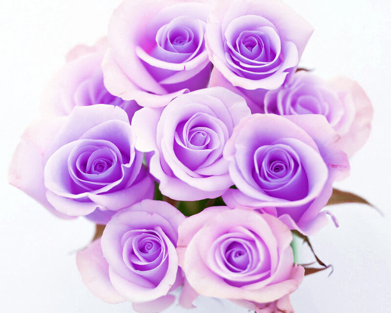 bouquet of purple roses