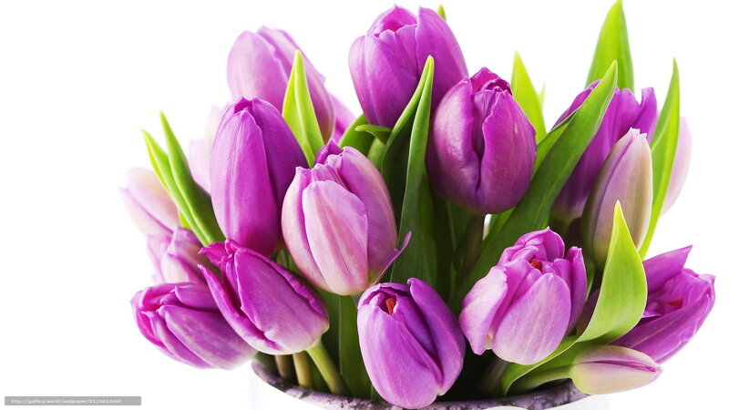 bouquet of purple tulips