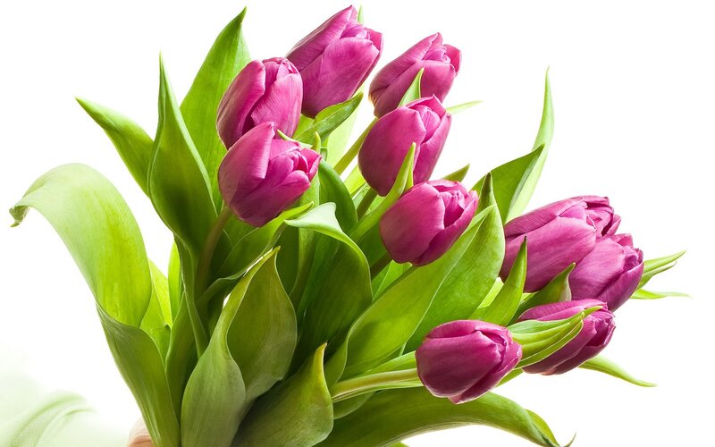 bouquet of purple tulips
