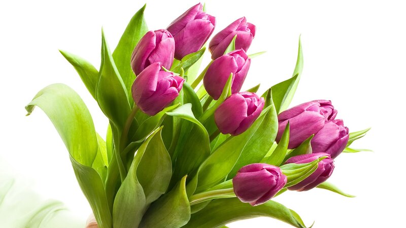 bouquet of purple tulips
