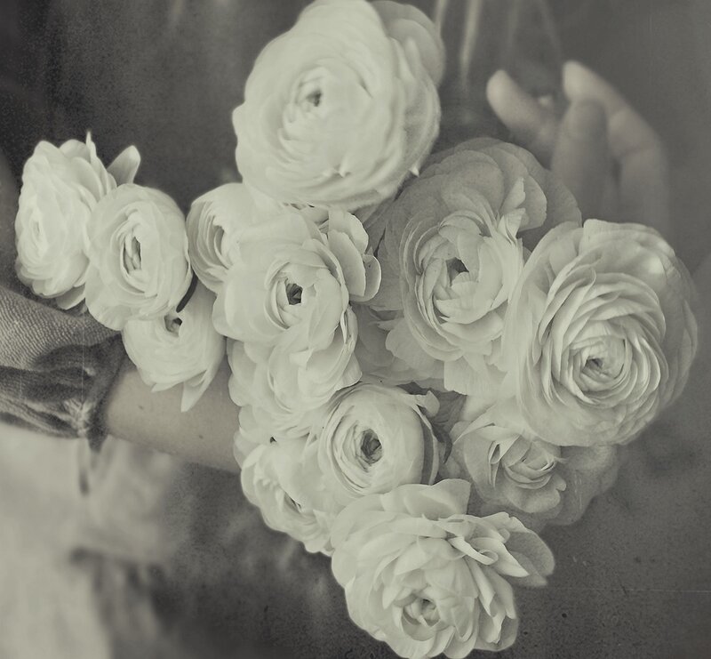 Bouquet of Ranunculus Flowers — Black