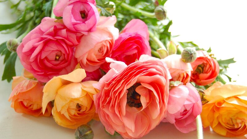 Bouquet of Ranunculus Flowers — Pink, Calm, Morning