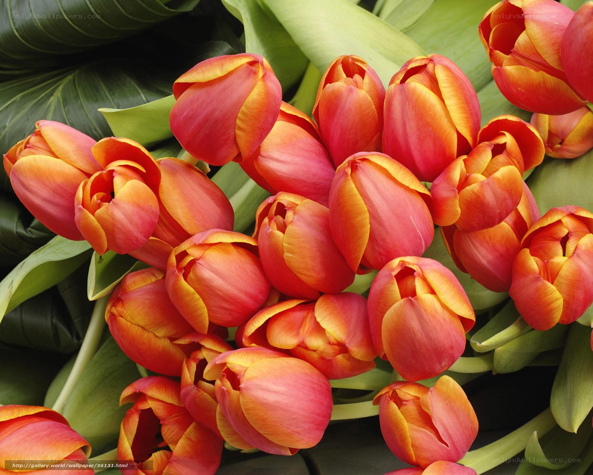 Bouquet of red and orange tulips