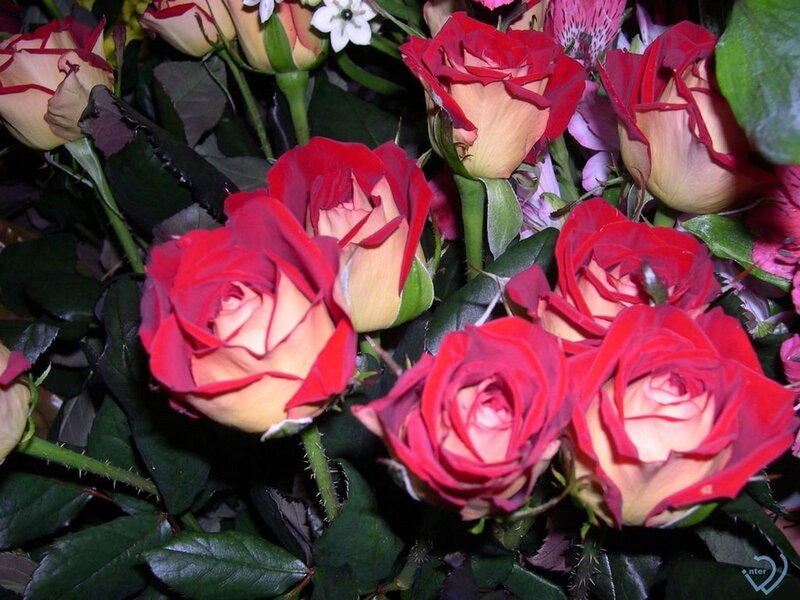 bouquet of red and pink roses