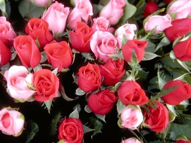 bouquet of red and pink roses