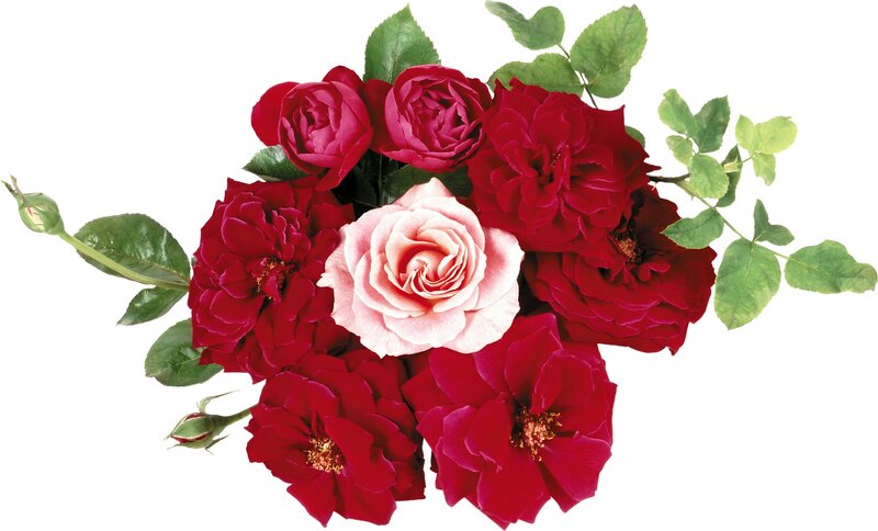 bouquet of red and pink roses
