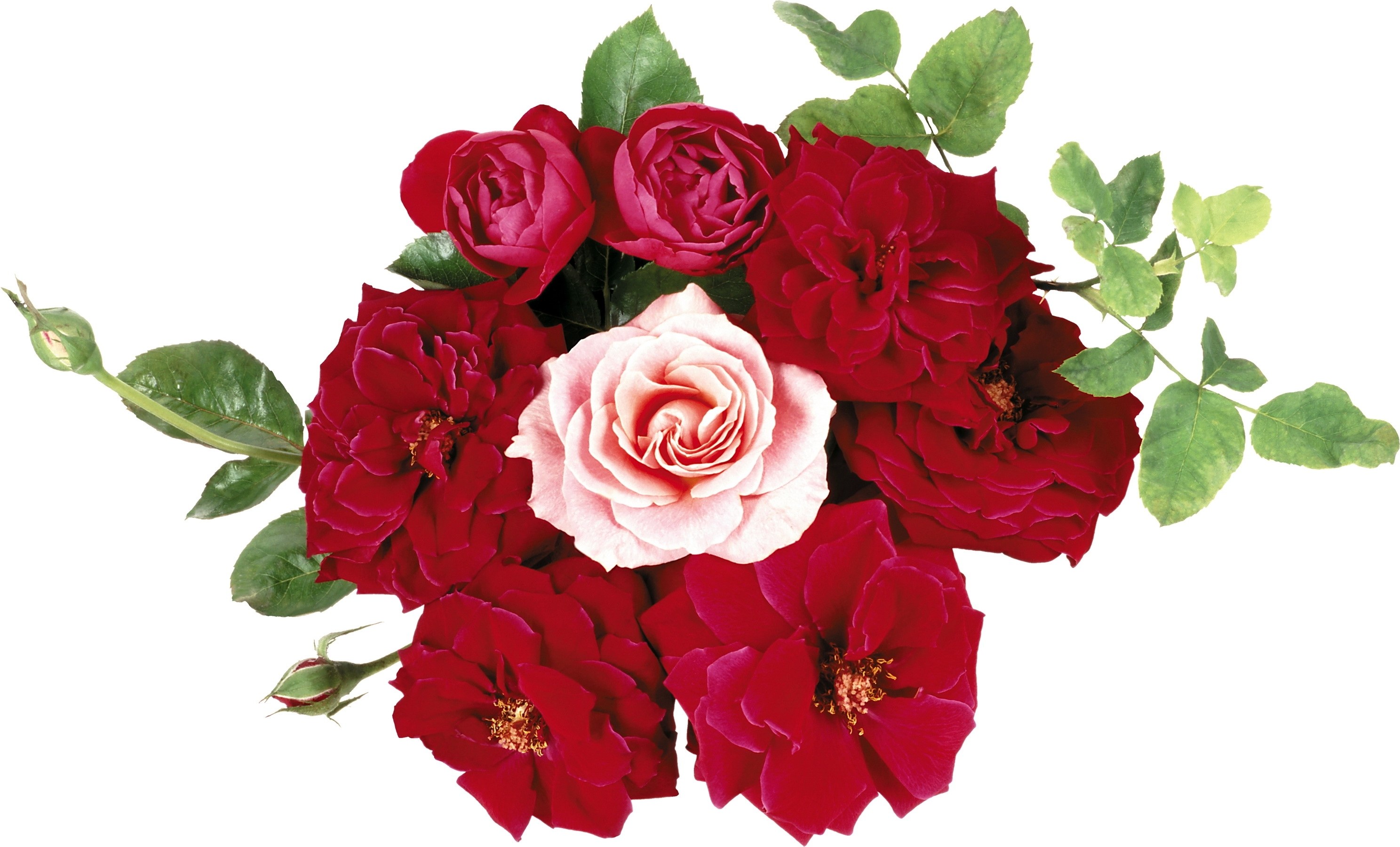 bouquet of red and pink roses