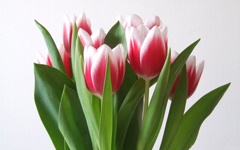 bouquet of red and white tulips