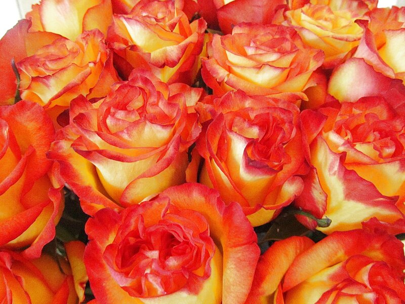 Bouquet of Red and Yellow Roses — Vibrant