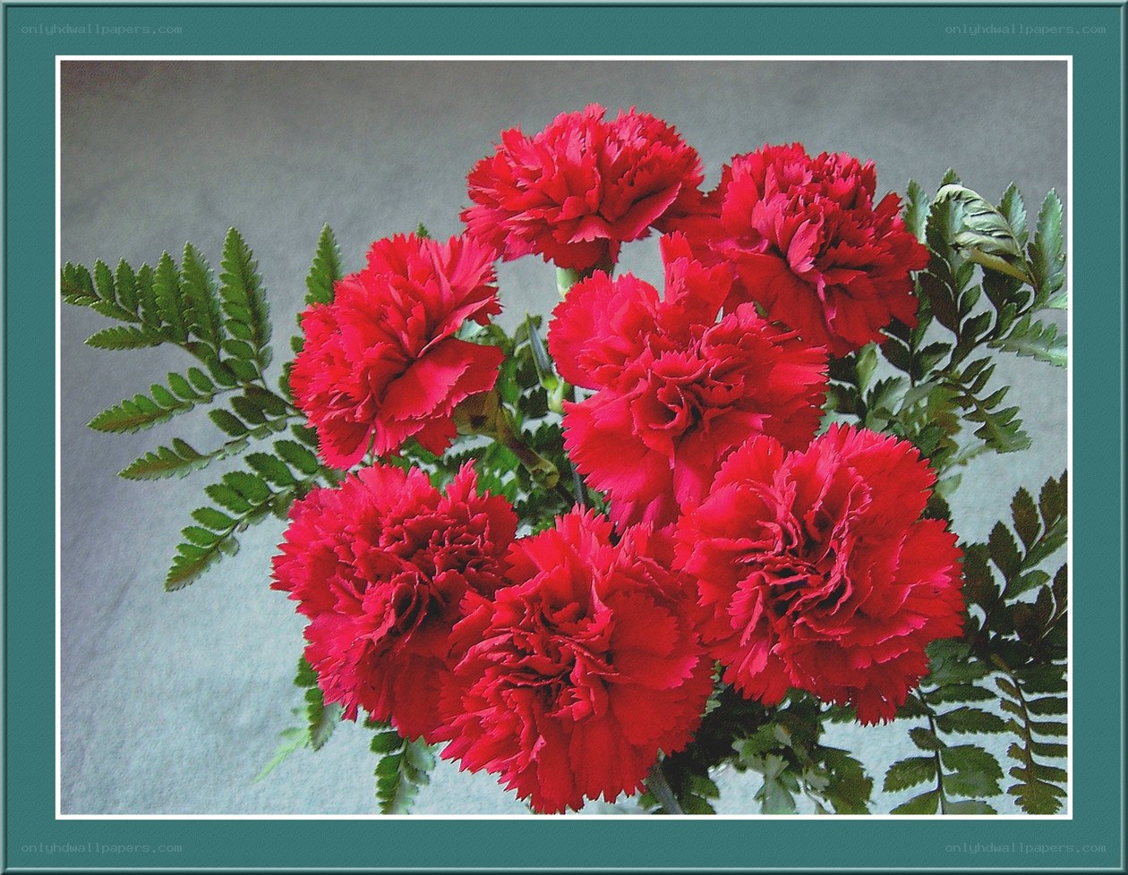 bouquet of red carnations