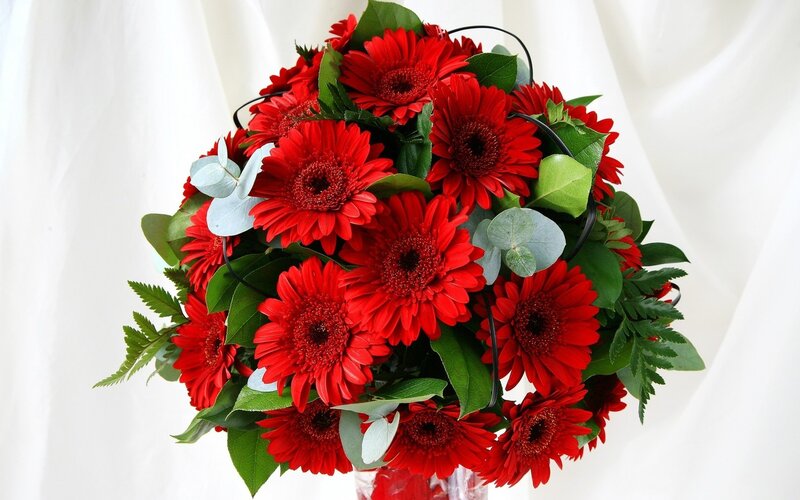 Bouquet of Red Gerbera Daisies — Calm