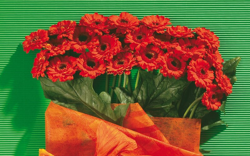 Bouquet of red gerbera daisies