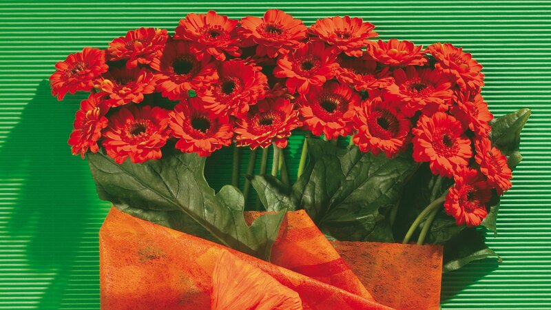 Bouquet of Red Gerbera Daisies — Vibrant, Photograph