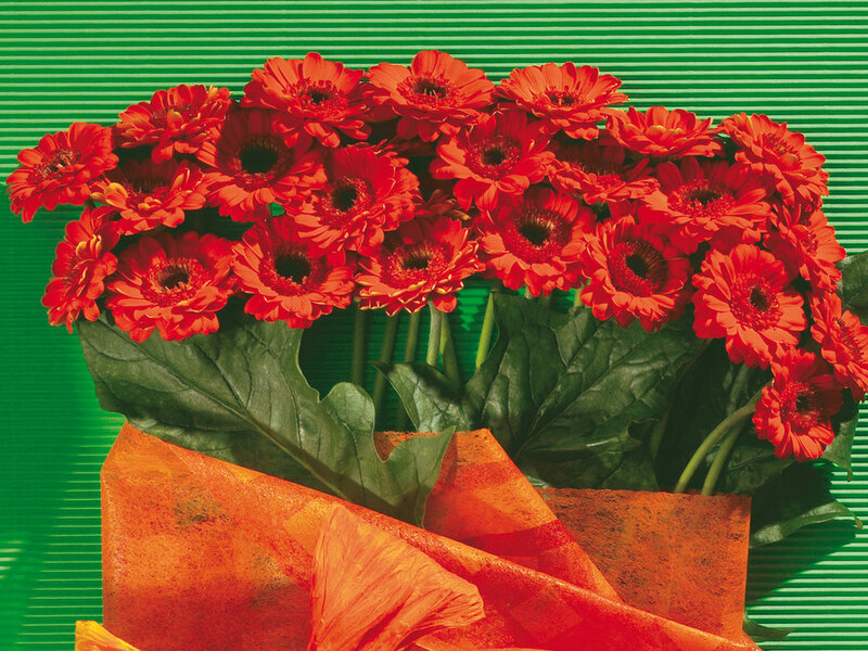 Bouquet of Red Gerbera Daisies — Vibrant